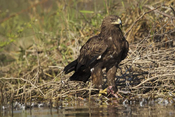 Greater spotted eagle, Bhigvan, Pune, Maharashtra, India — Stock Photo, Image
