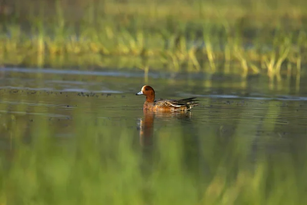 Eurasian Wigeon, Bhigavan, Pune, Maharashtra, Índia — Fotografia de Stock