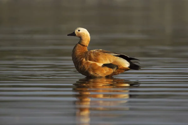 Brahminy duck, Bhigvan, Pune, Maharashtra, Hindistan — Stok fotoğraf