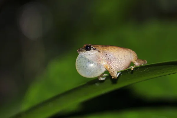 Raorchestes anili, Valaparai, Tamil Nadu, India — Foto de Stock