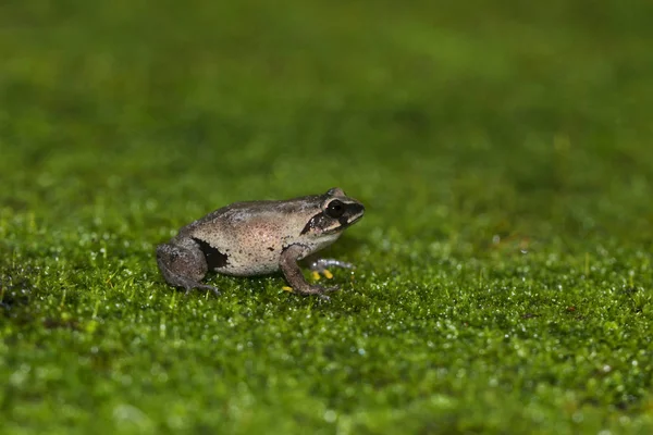 Raorchestes tinniens, Ooty, Tamilnán, Indie — Stock fotografie