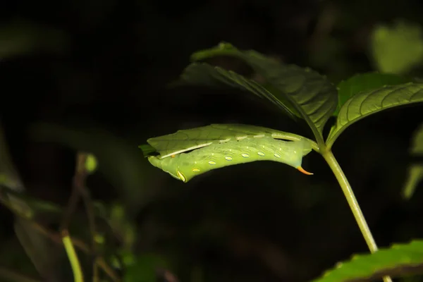 死の頭タカ蛾、アンボリ、シンドゥドゥルグ、マハラシュトラ、インド — ストック写真