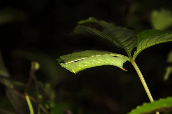 Halál fej Sólyom moly, Amboli, Sindhudurg, Maharashtra, India — Stock Fotó