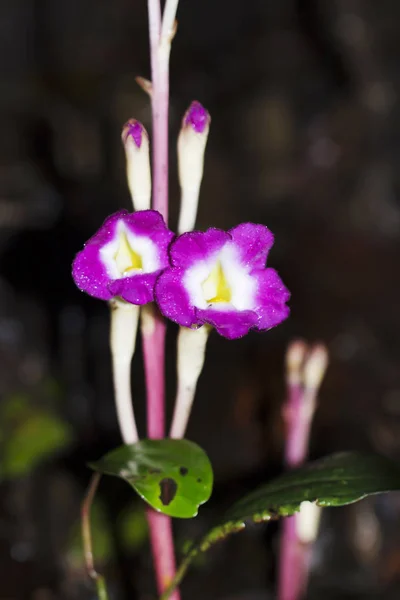 Purpurová květina, Valaparai, Tamilnadu, Indie — Stock fotografie
