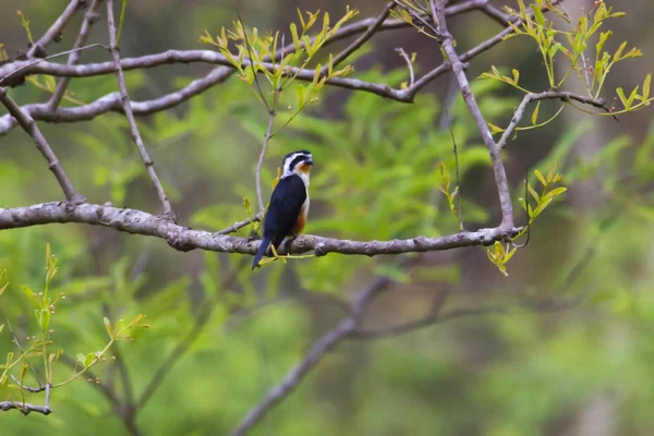 Falconet de collar, Microhierax caerulescens, Jim Corbett National Park, Nainital District, Uttarakhand, India — Foto de Stock