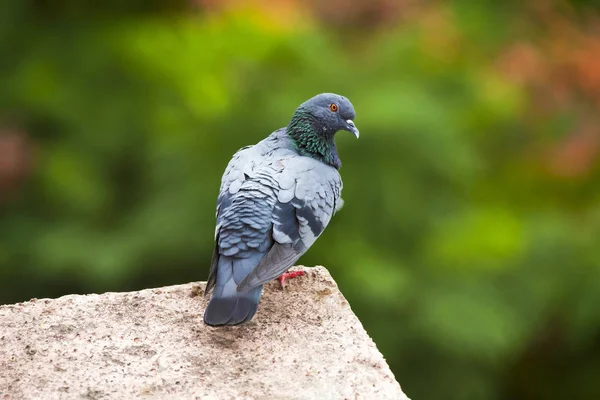 Feral pigeon, Columba livia domestica, Kothrud, Pune district, Maharashtra, India — Stock Photo, Image