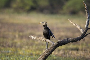 Darter, Snake Bird, Anhingidae, Öldürmek için dışarı bakıyor, Keoladeo Gana Milli Parkı, Bharatpur, Rajasthan, Hindistan.