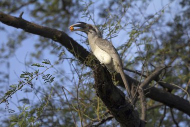 Hint gri boynuzgagası, Ocyceros birostris, Keoladeo Gana Ulusal Parkı, Bharatpur, Rajasthan, Hindistan.