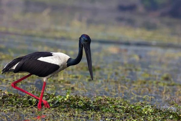 Black necked stork, Ephippiorhynchus asiaticus, Kill and Habitat, Keoladeo Ghana National Park, Bharatpur, Rajasthan, India. — Stock Photo, Image