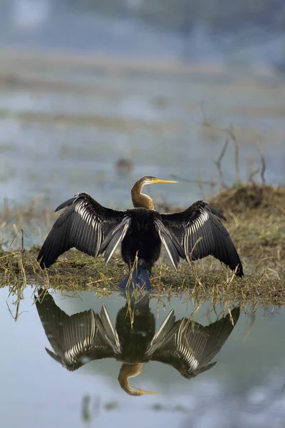 Darter, Snake Bird, Anhingidae, Sun bath, Keoladeo Ghana National Park, Bharatpur, Rajasthan, Índia . — Fotografia de Stock