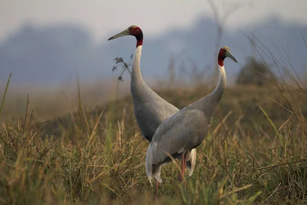 Sarus vinçler, Grus antigone, Keoladeo Gana Milli Parkı, Bharatpur, Rajasthan, Hindistan.