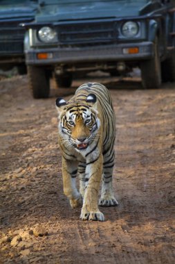 Bengal Kaplanı, Panthera Dicle Dicle, Ranthambore, Rajasthan, Hindistan