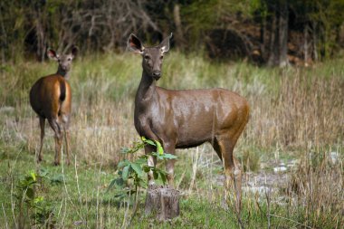 Sambar deer, Rusa unicolor, Bandhavgarh, Madhya Pradesh, India clipart