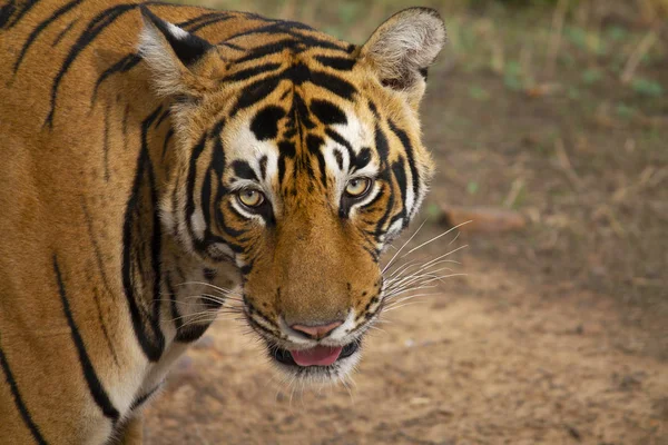 Pacman, Bengala Tiger, Panthera Tigris Tigris, Ranthambore, Rajasthan, India — Foto de Stock
