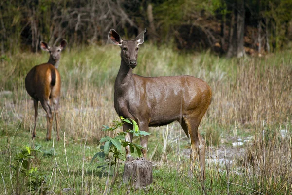 Sambar hjort, Rusa enøyde, Bandhavgarh, Madhya Pradesh, India – stockfoto