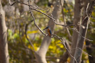 Mavi kulaklı Kingfisher, Alcedo meninting, Panna, Madhya Pradesh, Hindistan