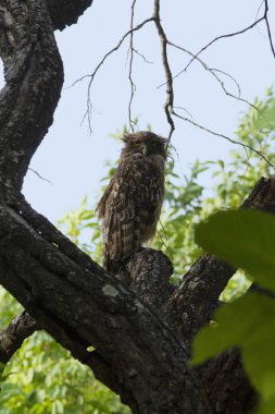 Kahverengi balık baykuşu, Bubo zeylonensis, Bandhavgarh, Madhya Pradesh, Hindistan