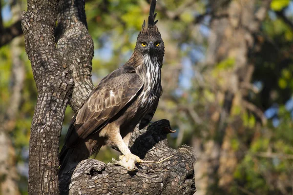 Crested hawk eagle, Nisaetus cirrhatus, Panna, Madhya Pradesh, India — Stock Photo, Image