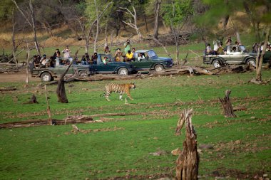 Ranthambore, Rajasthan, Hindistan, Haziran 2016, Turistler kaplan ın fotoğraflarını çekiyor
