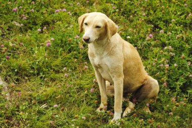 Yeşil çimenler üzerinde Combai köpek ırkı, Manali, Himachal Pradesh, Hindistan.