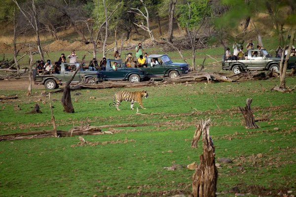 Ranthambore, Rajasthan, Indie, 2016 czerwca, turyści robienia zdjęć tygrysa — Zdjęcie stockowe