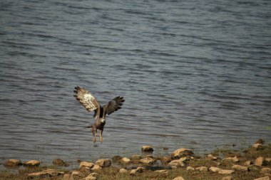 Gri başlı balık kartalı, Haliaeetus ichthyaetus, Tadoba Ulusal Parkı, Chandrapur, Maharashtra, Hindistan