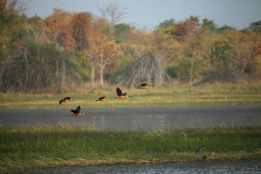 Küçük ıslıkçı ördekler, Dendrocygna javanica, Tadoba Ulusal Parkı, Chandrapur, Maharashtra, Hindistan