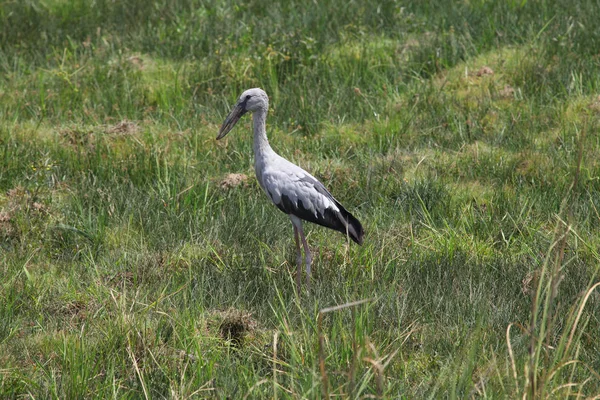 Nyílt Bill Stork, Tadoba Nemzeti Park, Chandrapur, Maharashtra, India — Stock Fotó