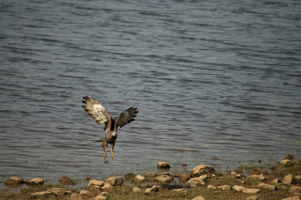 회색 머리 물고기 독수리, 할리아에투스 이치테투스, 타도바 국립 공원, 찬드라푸르, 마하라슈트라, 인도 — 스톡 사진
