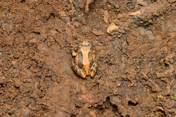 Konkan çalı kurbağası, Philautus bombayensis, Amba, Kolhapur, Maharashtra, Hindistan — Stok fotoğraf