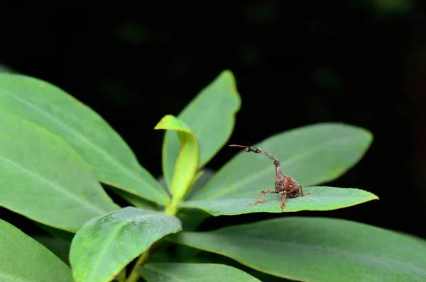 Zsiráf weevel, Trachelophorus SP, Amba, Kolhapur, Maharashtra, India — Stock Fotó