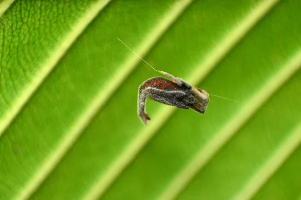 Scorpion tailed spider, black morph, Arachnura sp. dorsal, Amba, Kolhapur, Maharashtra, India. — Stock Photo, Image