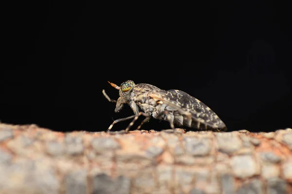 Soldaat Fly, Satara, Maharashtra, India — Stockfoto