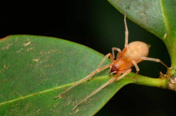 黄麻袋蜘蛛，切拉坎特sp，安巴，科尔哈普尔，马哈拉施特拉邦，印度 — 图库照片