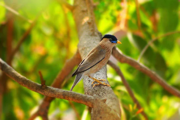 Brahminy myna veya brahminy sığırcık, Sturnia pagodarum, Lonavala, Maharashtra. — Stok fotoğraf