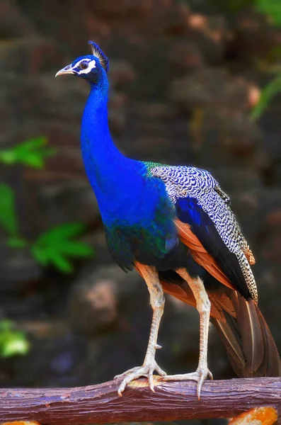 Close view of Peacock at Pawana Dam. — Stock Photo, Image