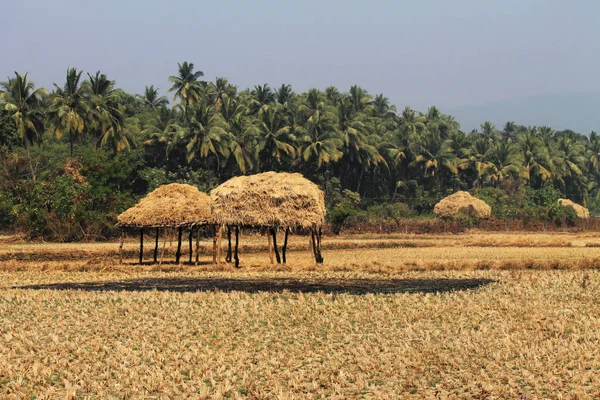 Blick auf Kokospalmen und trockene Felder, Indien. — Stockfoto