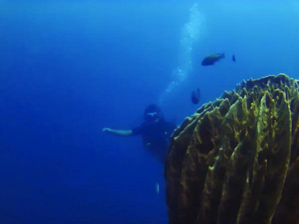 アメド 沈没船ダイビングサイト インドネシアでサンゴに向かって泳ぐダイバー — ストック写真