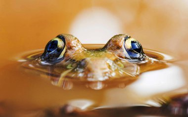 Sıçrayan kurbağa, Euphlyctis cyanophlyctis veya Hint kaptan kurbağa, Mogral puttr, Kasargoad, Kerala, Hindistan