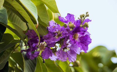 Lagerstoemia indica, Crape mersin Hint alt kıtasına özgü. Thane, Mumbai, Maharashtra, Hindistan