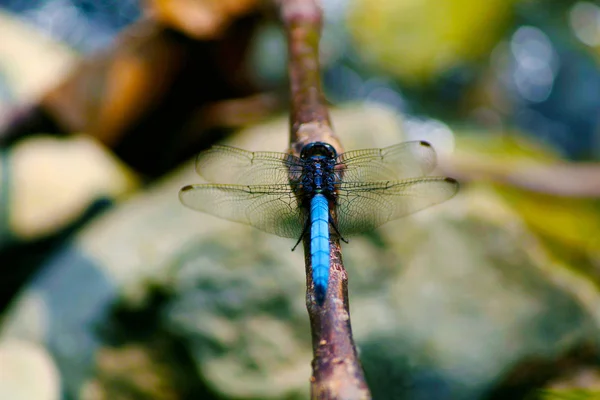 Black tailed skimmer dragonfly, Orthetrum cancellatum, Corbett National Park, Nainital, Uttarakhand. — Stock Photo, Image