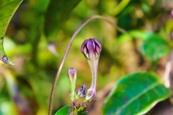 Ceropegia vincafolia, Crochet, Plateau Kaas, Satara, Maharashtra . — Photo