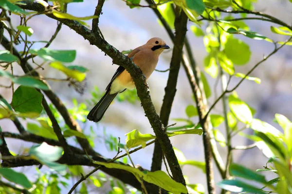 Eurasian Jay, Garrulus glandarius, Mukteshwar, Nainital, Uttarakhand. — Stock Photo, Image