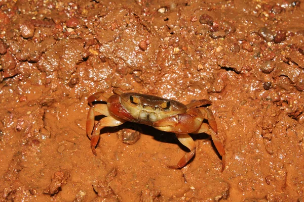 淡水カニ、チャルケワディ、サタラ、マハラシュトラ. — ストック写真