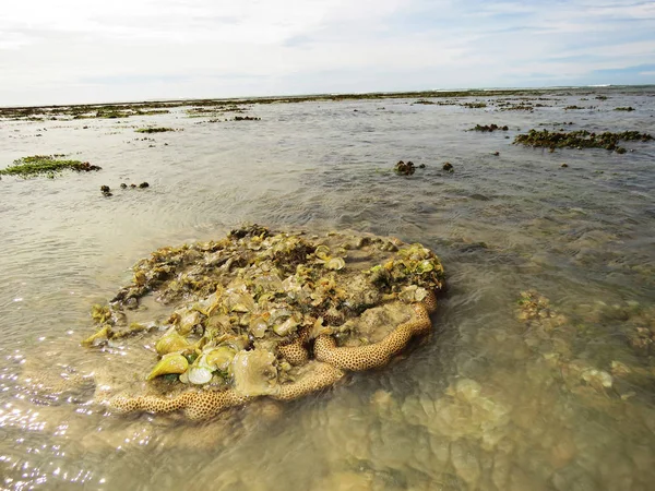 脳サンゴと海景、クルサダイ島、マンナール生物圏保護区、タミル・ナードゥ、インド. — ストック写真