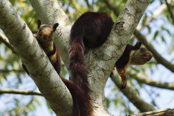 Indische reuzeneekhoorn of Malabar reuzeneekhoorn, Ratufa Indica, Dandeli National Park, Karnataka, Dandeli — Stockfoto