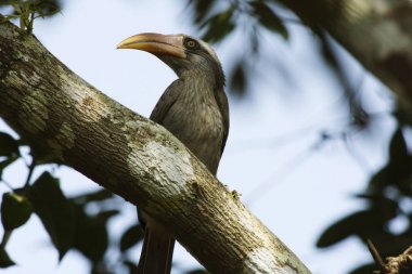 Malabar gri boynuzgaga, Ocyceros birostris, Karahindiba Milli Parkı, Karnataka, Kuşlar, Karahindiba