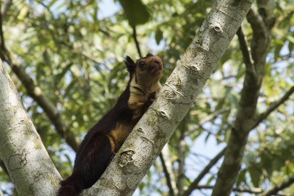 Indische reuzeneekhoorn of Malabar reuzeneekhoorn, Ratufa Indica, Dandeli National Park, Karnataka, Dandeli — Stockfoto