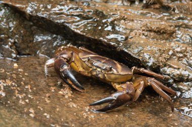Yer yengeci, Mulshi, Maharashtra
