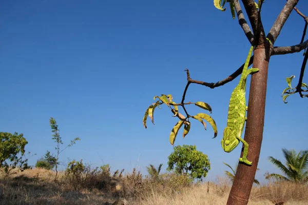 Camaleão, Vida selvagem de Saswad, Saswad, Maharashtra — Fotografia de Stock